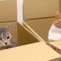 どう遊ぶ？２つの箱と2匹の猫ちゃん