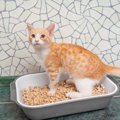 猫の膀胱炎の種類とその原因、症状や予防法について