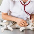 猫の巨大結腸症を解説！原因と症状、対処法について