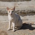 【獣医師監修】アラビアンマウは飼いやすい？猫種の性格や飼う前の注意点…
