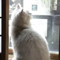 猫だって不快！！ジメジメな梅雨時期の過ごし方