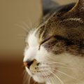 猫の『目やに』の原因３つ！悪化を招くNG行為とは