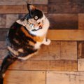 『よく鳴く猫』と『あまり鳴かない猫』で異なること3選　タイプ別の心理や…