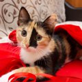 猫の体に見られる『個性的な模様』4選　ユニークな柄や珍しい柄の猫たちを…