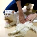 大きなハンデを背負った2匹の猫…困難に思われた未来に光が！