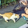 小さな命を守りながら生き抜いた『1匹の野良猫』→おうちに迎えられた結果……