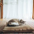 猫の『寝姿』から読み解れる性格の傾向4つ　どんな心理が表れているの？体…