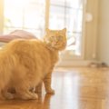 猫が『落ち着きなく動き回る』ときに考えられる理由５つ