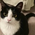 猫の1歳ごろと『5年後の様子』を比較してみたら…驚く人が続出の"ビフ…