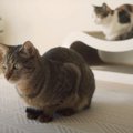 猫の手どうぞ！新しいラグを敷くのを手伝う？猫さん