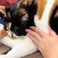 どこを撫でても気持ちよさそうにしていた三毛猫…そっと右手に触れた瞬間の…