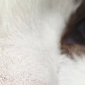 甘えた顔の猫を撮ろうと慌ててスマホを構えたら、設定がいつもと違って…想…