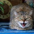 猫の心に『傷』を負わせる飼い主の最低行為4つ　傷を癒すために今すべきこ…