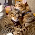 毛づくろいをしているパパ猫→『パパ大好きな娘猫』が近づいていくと…親子…