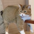 『ココ冷たい…』ひんやりを見つけた猫さんの姿がシュール過ぎると話題…