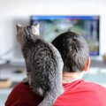 猫好き必見　「モフモフの癒し」と「ゲーム」が同時に楽しめるゲストハウ…
