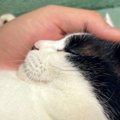 夫の腕の中で幸せそうに眠る猫ちゃん…目撃した妻が残した『コメント』に共…