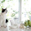 猫に紅茶を飲ませるのは危険！舐めてしまった時の対処法