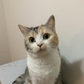 相性のいい猫の選び方３つ