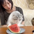 初めて見る『スイカ』に無関心な子猫が先住猫の反応で一変…微笑ましい…