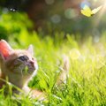 猫に起こる『春バテ』とは？原因や症状・予防策