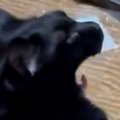 トランプで遊んでいると、近づいてきた黒猫→仲間に入れた結果…まさか…