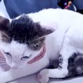 後ろ足を引きずる猫→病院に連れて行くと『切ったほうがいいかもしれな…