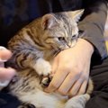 爪切りは嫌！ところ構わずガブガブ猫ちゃん