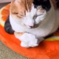 伏せの状態でくつろぐ猫→『おてて』を見ていると…驚きが隠せない『まさか…