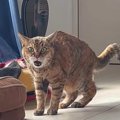 『オトンおらへん…』猫が見送りを寝過ごしてしまったときの反応に4万8…