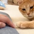 飼い主がそっと手を引っ込めようとしたら…元野良猫がとった『尊すぎる行動…