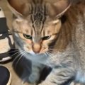 『おばあちゃんの家』が大好きすぎるネコ→帰ろうとすると…笑ってしま…