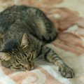 猫を無視し続けると起きる危険なこと５つ