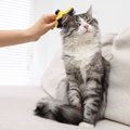 「猫にスキンケアって必要なの？」毛づくろいだけでは防げない皮膚トラブ…
