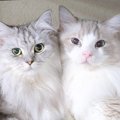 棚の下段でラブラブな雰囲気の2匹…上を見てみると？→上下で差がありすぎる…