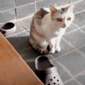 玄関に響く不思議な音の正体とは？そこには猫ちゃんの姿が…