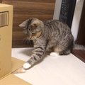 箱に捕まった姉猫ちゃん！妹猫ちゃんはどうする？