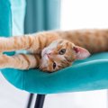 猫が『伸び』をするのはなぜ？4つの意味