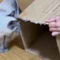 『長いダンボール箱』を使ってパパが猫と遊んでみた結果…微笑ましすぎる光…