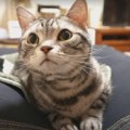 魅力たっぷり猫ホイホイ？チェアマットの虜になる猫さん