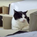 どんなカタチであれ箱は箱！猫ちゃんのお気に入りスポット♪