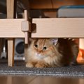 猫に『ストレス』を溜めさせないための方法5つ　放置するリスクや解消…