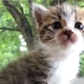 猫嫌いが『庭先に現れた子猫』と出会って６年が経過したら…現在の様子…