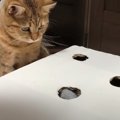 猫と『お手製のモグラ叩き』で遊んでみたら…可愛すぎて笑顔になる『ま…
