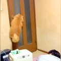 自力でドアを開け、部屋の外に出ようとする猫→イタズラしてみたら…犯人に…