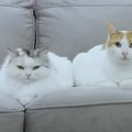 『本当は仲良しなんだよ？？』仲が良いことを見せつけたい猫ちゃん