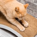 猫の飼い主が『本当に買ってよかった』と実感する猫グッズ4つ　オスス…