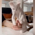 勉強中のお兄ちゃんに『かまってアピール』をする子猫…微笑ましすぎる『攻…
