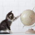 日本全国に広がる「猫」のつく地名3選！その魅力的な由来も合わせて解説