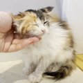 保護子猫に初めてのドライヤーをした結果…可愛すぎる『変化』が38万70…